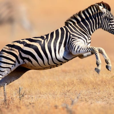 Zebra leaping in the air