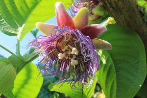 Passion fruit flower pixababy