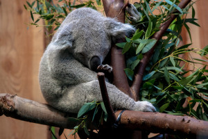 koala shy andy hay flickr